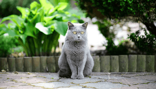 Cat Not Welcome At The Neighbours?