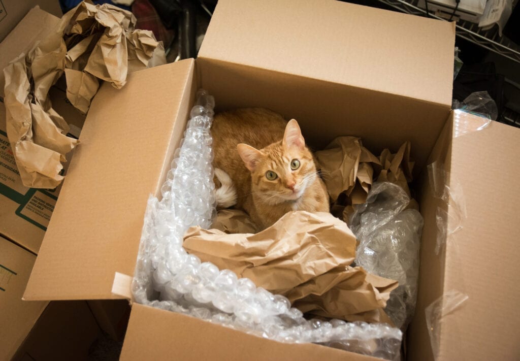 Moving House With Your Cat?